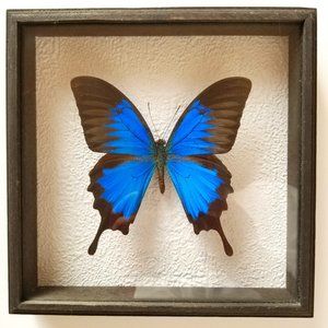 B11 New Rare Collectible Real male papilio Ulysses Butterly Display Wood Glass